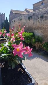 塔尔奎尼亚La Torre的墙上有粉红色花朵的植物