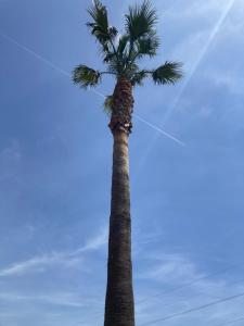 Tourrette-LevensTipis La Paix retrouvée的蓝天背景的棕榈树