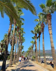 马尔马里斯赛森酒店的海滩旁人行道上一排棕榈树
