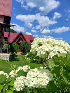亚列姆切Cottage "Karpatske Shale"的房屋前的白色花丛