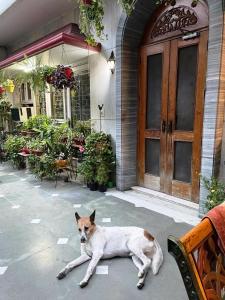 新德里德里住宿加早餐旅馆的狗躺在房子前面的地上