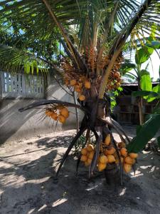巴加莫约BeSwahilid B & B的棕榈树上有很多橘子