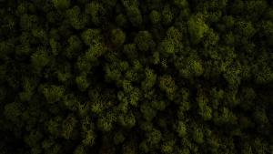 内斯Logement Overzee的绿色树林的顶部景观