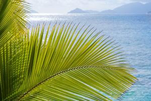 马埃岛贝拉扎尔区Mango House Seychelles, LXR Hotels & Resorts的靠近大海的棕榈树