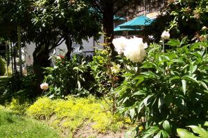 East Marion阿伯维尤豪斯住宿加早餐旅馆的花园种有白色的花朵,配有雨伞