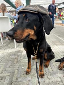 格洛韦URLAUB mit HUND -Ferienwohnung "AhriBella"-的坐在人行道上戴帽子的狗