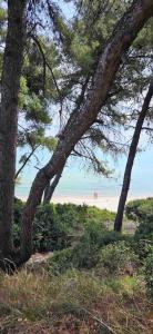 克里皮吉Sunny Seaside Villa-90 m from beach的一组树,背靠海滩