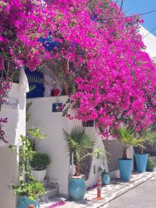 纳克索乔拉Doron Hotel Delfini的一排九重葛树,墙上挂着粉红色的花