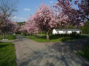 伦德科斯伦德科斯布里斯诺汽车旅馆的一条布满粉红色花卉的林荫路