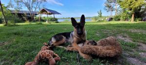 埃莱克特伦艾Vigio Brasta camping的一只狗躺在草地上,有两只填充的动物