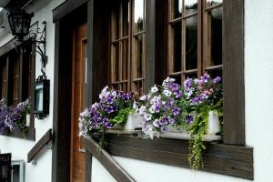 迈林根旅游者酒店的窗户上布满紫色和白色的花朵