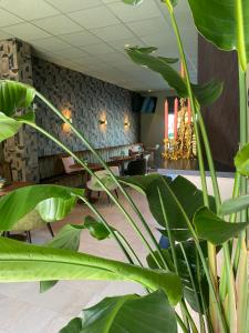 法尔肯堡帕拉姆酒店的一间种植了绿色植物的等候室
