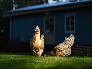 惠拉盖尔济Backyard Village的两只鸡站在院子的草地上