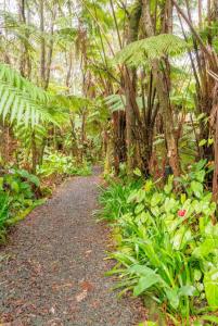 沃尔卡诺Halema'uma'u- Hale Kumu La'au的一条穿过森林的小路,那里有植物和树木