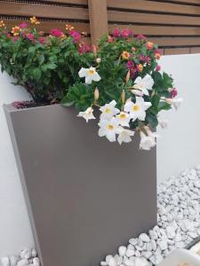 卡拉古诺内尼图诺酒店的白色的种植园,里面种着鲜花