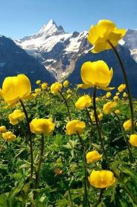 巴斯洛内特UBAYE.MEXICO的山前的一组黄色花