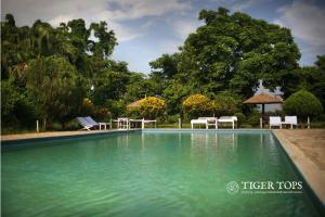 奇旺Tiger Tops Tharu Lodge的一座带绿水和椅子的游泳池