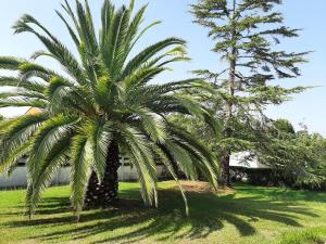 比利亚维西奥萨Casa de verano La Gaviota en Asturias的两棵树旁的院子中的棕榈树