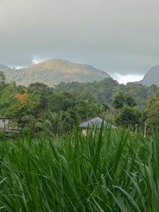 维特利Nostalgia Homestay的一片高大的绿草,山底下