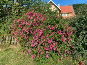 瓦尔斯罗德Fuchsbau的一座房子前面一大片粉红色的花丛