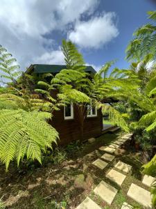 Le Morne RougeBungalow à flanc de colline的前面有棕榈树的房子