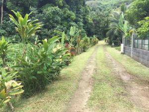 PuahuaVAIHEI 22的穿过香蕉树田的土路