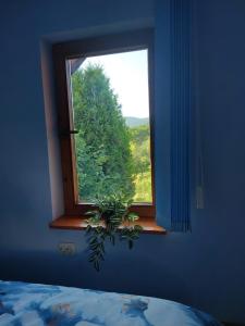 BăniţaCabană cu teren de tenis的蓝色房间中一扇带盆栽的窗户