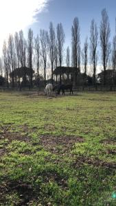 耶索洛Casa Equilium 1的三匹马在草地上放牧