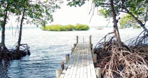 博卡斯德尔托罗Coco Key EcoLodge - Breakfast - Sea的树上水体上的木桥