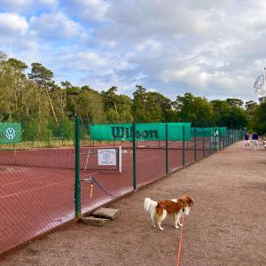 恩厄尔霍尔姆Havsbadens B&B的一只棕色和白色的狗站在网球场旁