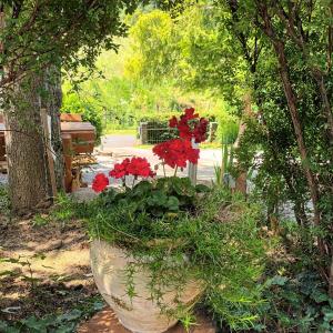 佐洛卡罗斯Hanna-Bella Apartman Zalakaros的花园里的一盆大红花