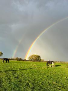 大德里菲尔德Appaloosa suite with amazing views of stud farm.的三匹马在有彩虹的田野里放牧