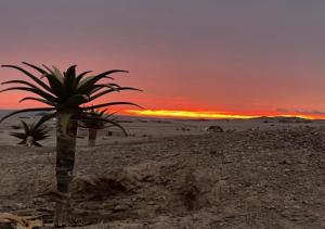 斯瓦科普蒙德Moon Landscape Self Catering的沙漠中的棕榈树,日落