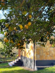 HohenauCasa de Campo Fichtelberger Hohenau的挂在树上的一束橙子