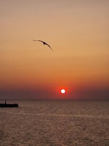 科斯蒂内什蒂Vila Julia Costinesti的日落时分飞过海洋的鸟