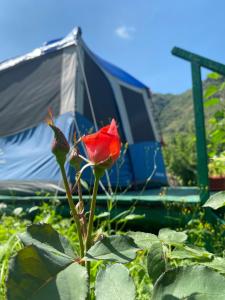 SanainTereza glamping的帐篷前的红玫瑰