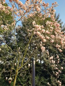 福尔特赫伊曾Boschalet Magnolia的柱子旁一棵树,上面有粉红色的花