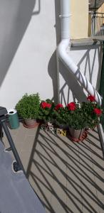 里奥马哲雷Aa Ciasèa duu Pintùu的阳台上有三株盆栽植物