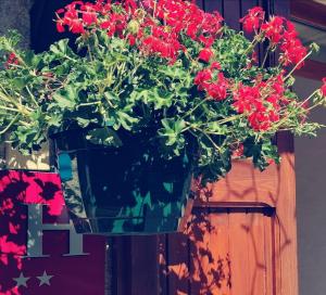 瓦尔乐利弗勃朗酒店的木墙上的一盆红色鲜花