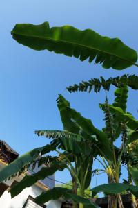 萨兰达Tropikal Freskia Bunec的香蕉园,有蓝色的天空