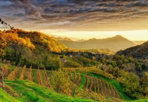 皮耶韦迪索利戈利诺宾馆的日落时分在山中的葡萄园
