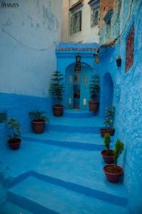 舍夫沙万Chez laasri的建筑中种有盆栽植物的蓝色小巷