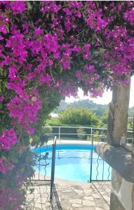 维拉·普拉亚·德·安科拉Quinta dos Carvalhos的挂在游泳池上的一束紫色花