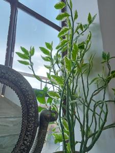 斋浦尔Cocoon Auberge的镜子旁的花瓶里的植物