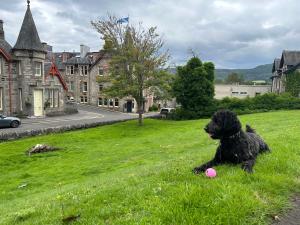 皮特洛赫里The Bank House at Scotland's Hotel的一只黑色狗,坐在草地上,用粉红色的球