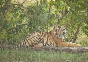 BardiyāTiger Tops Karnali Lodge的一只老虎躺在草地上的岩石上