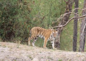 BardiyāTiger Tops Karnali Lodge的一只老虎在树旁的树林里散步
