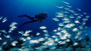 卡拉法特Apartamento con Espectaculares Vistas al Mar (Llobeta 3A)的海洋里的潜水员,有一群鱼
