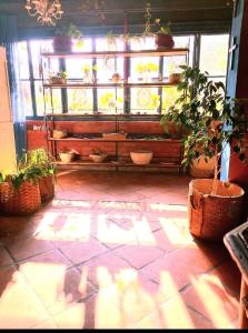 科洛尼亚-德尔萨克拉门托LA ESTANCIA HOSTEL COLONIA的阳光明媚的房间,配有盆栽植物和窗户