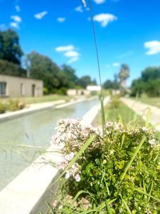 尼姆Les Madones的道路一侧的植物